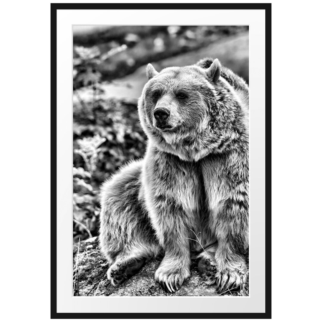 Gerahmtes Poster Niedlicher Grizzlybär auf Stein