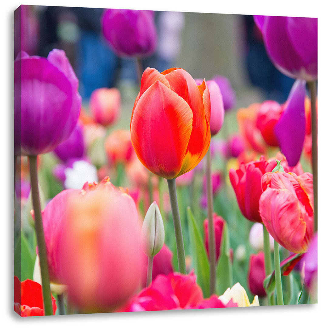 Leinwandbild Bunte holländische Tulpen Nahaufnahme