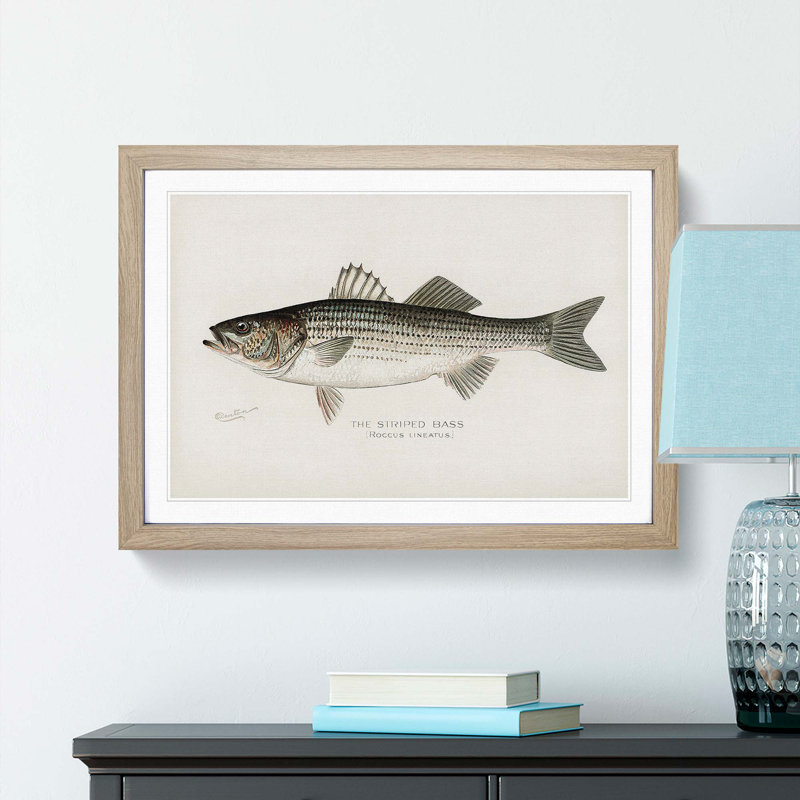 Striped Bass by Sherman F. Denton - Framed Print, 48cm H x 65cm W x 2cm D, Oak Framed