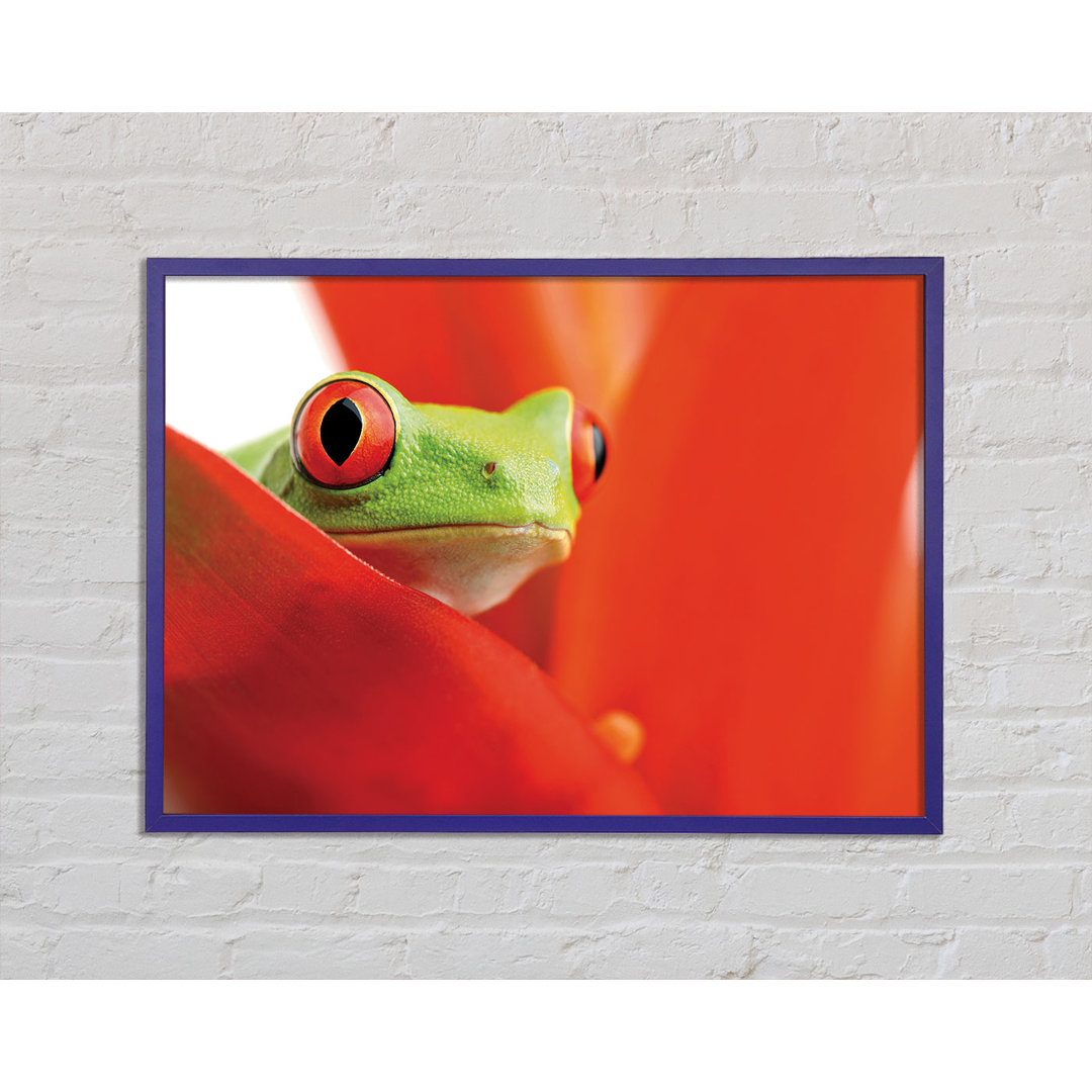 Red Leaf Frog - Einzelner Bilderrahmen Kunstdrucke