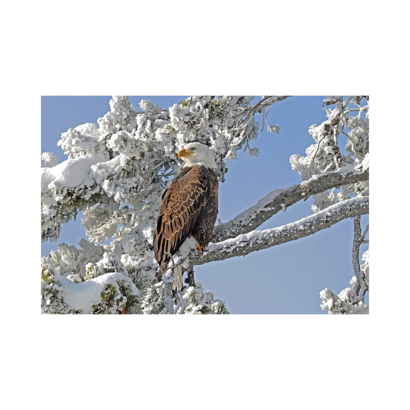 Winter Eagle - Yellowstone by Brian Wolf - Wrapped Canvas Print, 20.32cm H x 30.48cm W