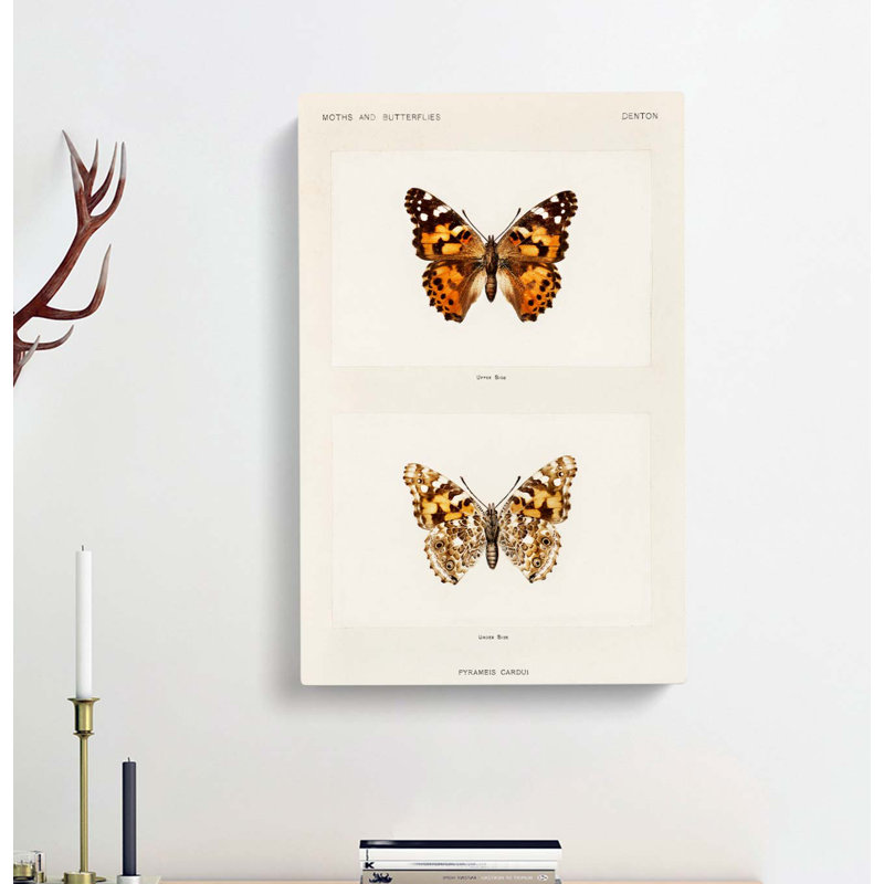 Painted Lady Butterfly by S.F. Denton - Wrapped Canvas, 50cm H x 35cm W x 3cm D