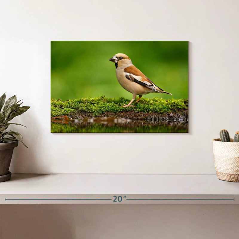 Finch, 8" H x 12" W