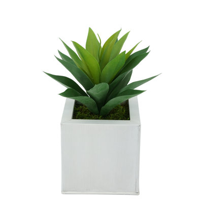 Plante grasse artificielle 7 po en pot