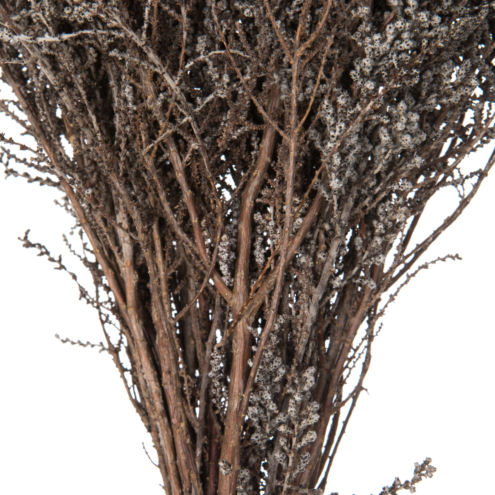 Preserved Stoebe Stems, Silver White