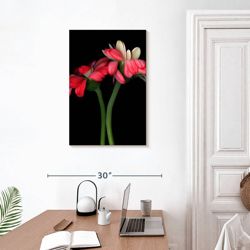 Harnek Gerbera II, H 30 po x l 20 po