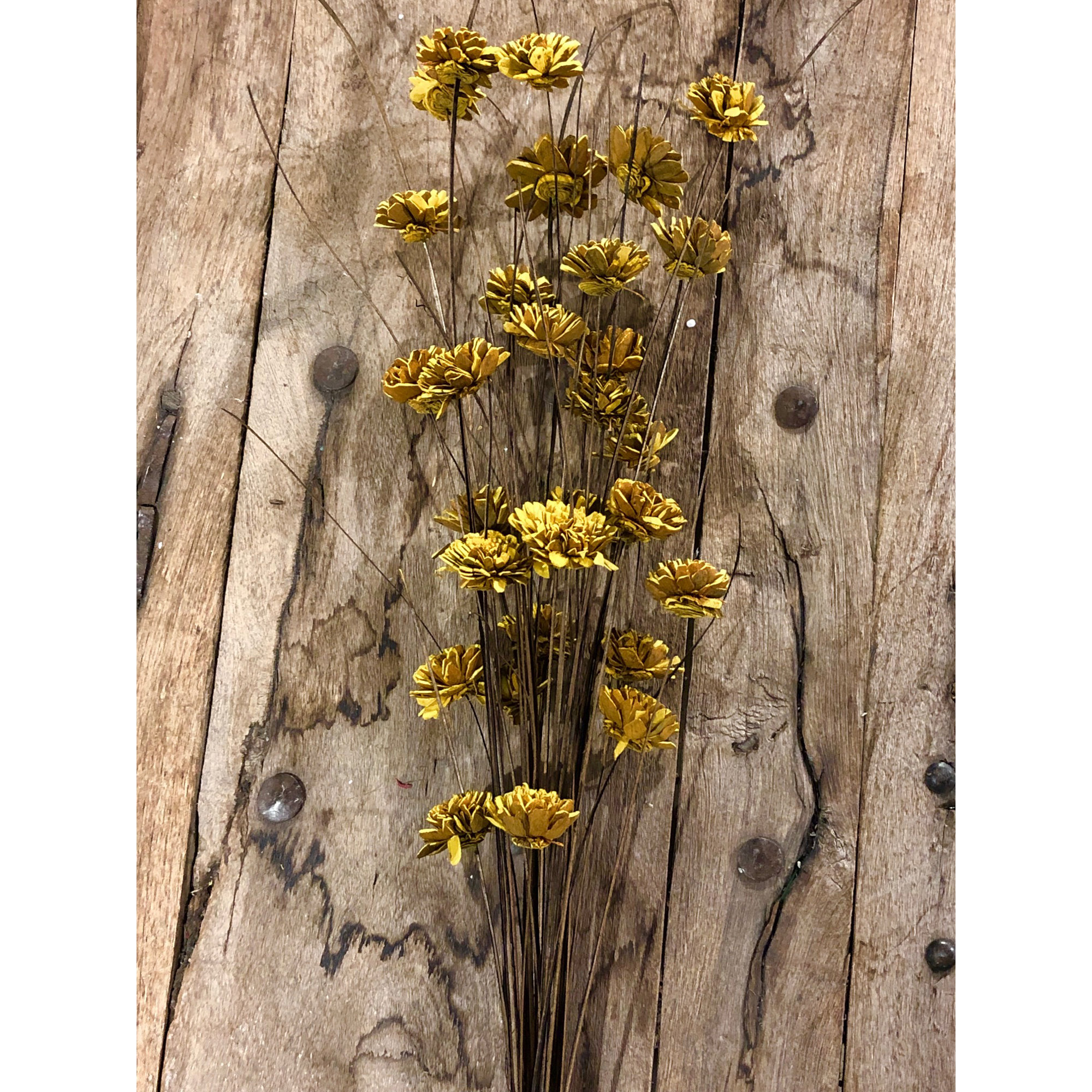 Ting Zinnia Stem, Yellow/Carmel
