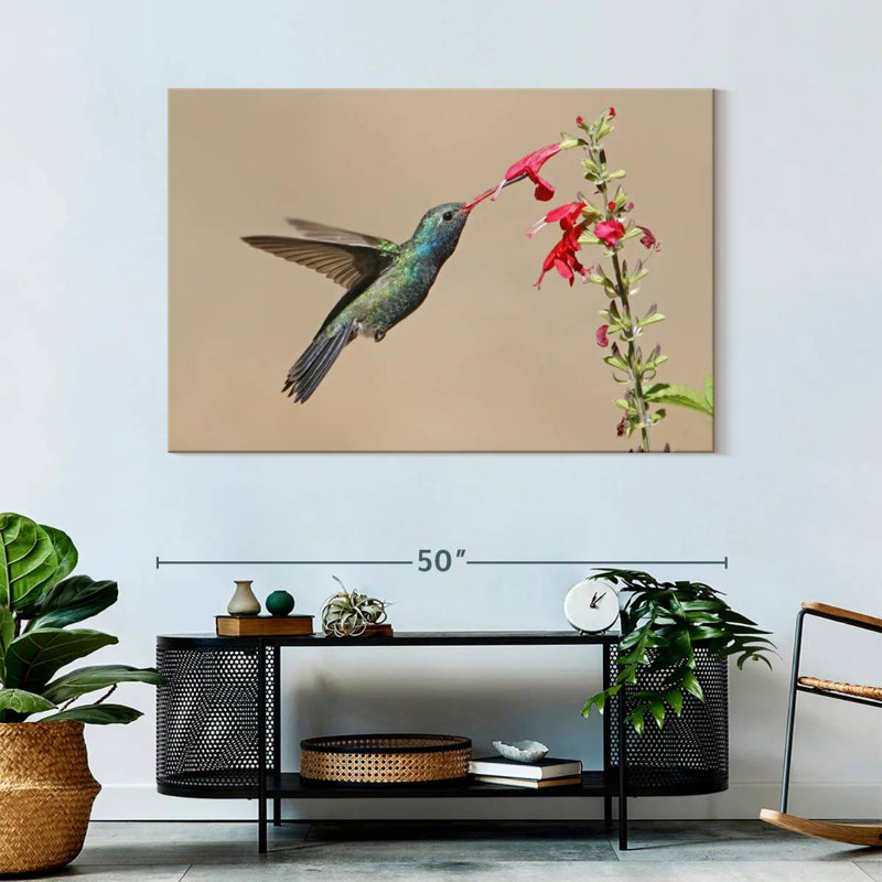 Broad-Billed Hummingbird Drinking Nectar, 32" H x 48" W