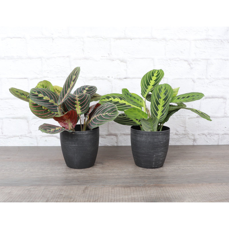 Live Prayer Plant Set in Classic Pots, Silver