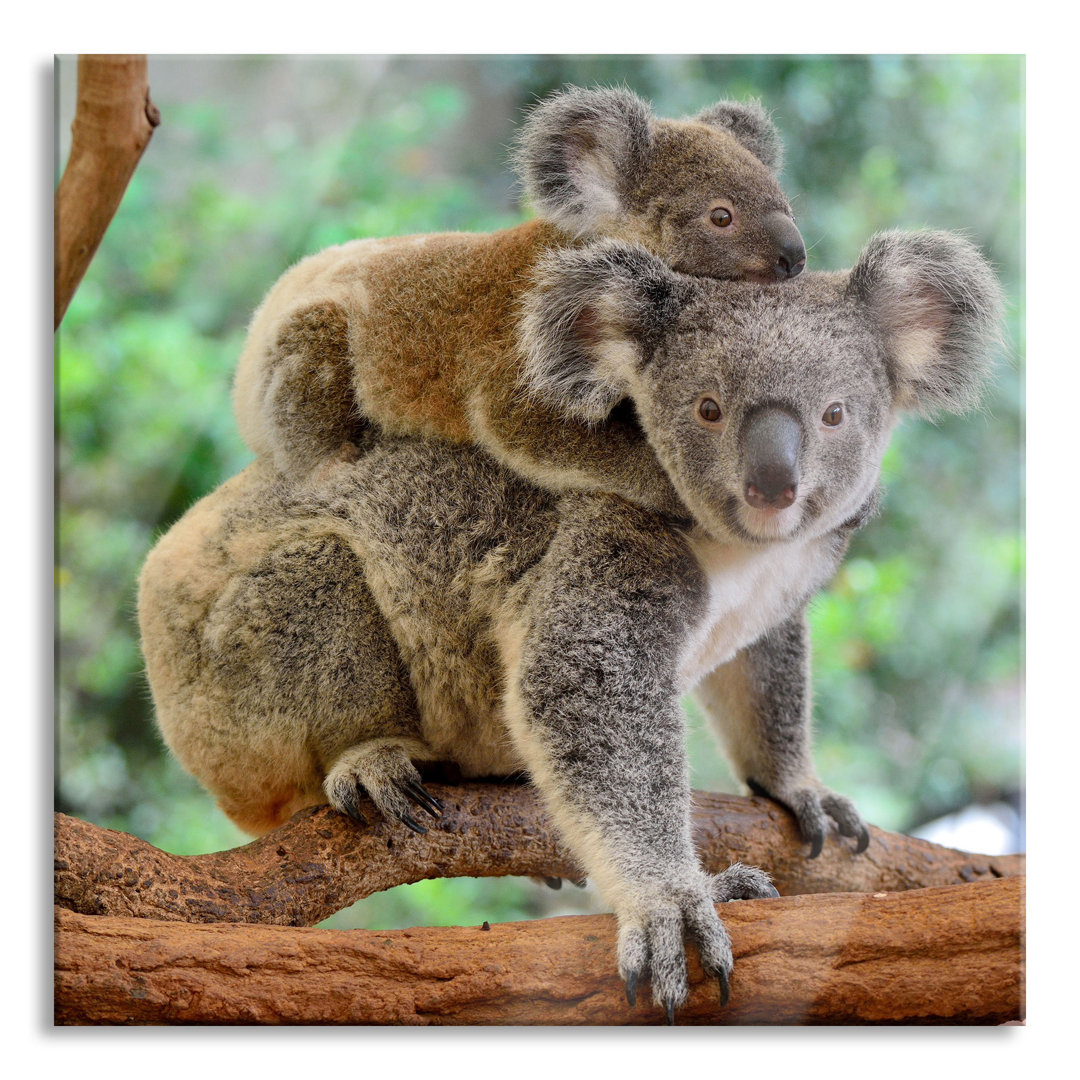 Glasbild Koala-Mutter mit Kind auf ihrem Rücken