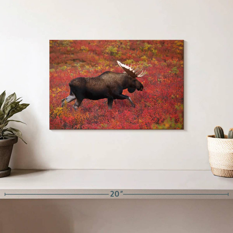 Orignal du parc national Bramali Denali, H 8 po x l 12 po