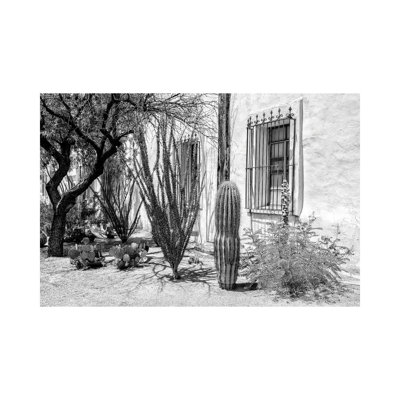 Série noire Arizona - belles plantes du désert-PHD1500
