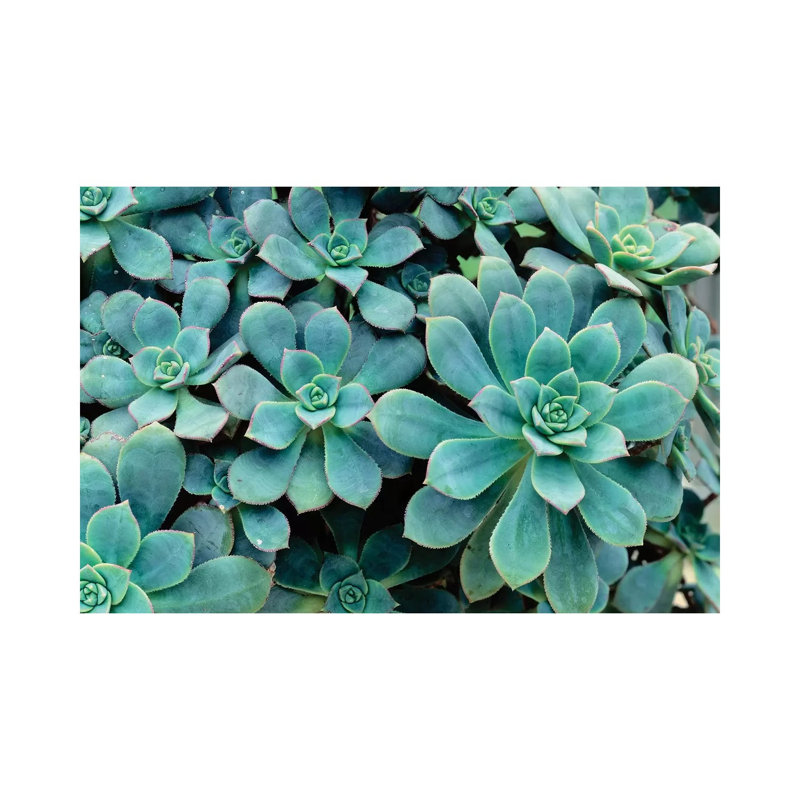 Close-Up Of Plants, Buffalo And Erie County Botanical Gardens, South Park, Buffalo, New York, USA - Wrapped Canvas Print