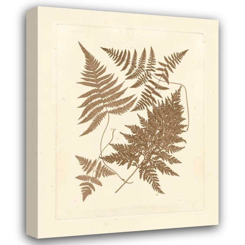 Art sur toile tendue Red Barrel Studio® Vision Studio, titré: Fougères sépia VI 87186Z, H 35 po x l 28 po