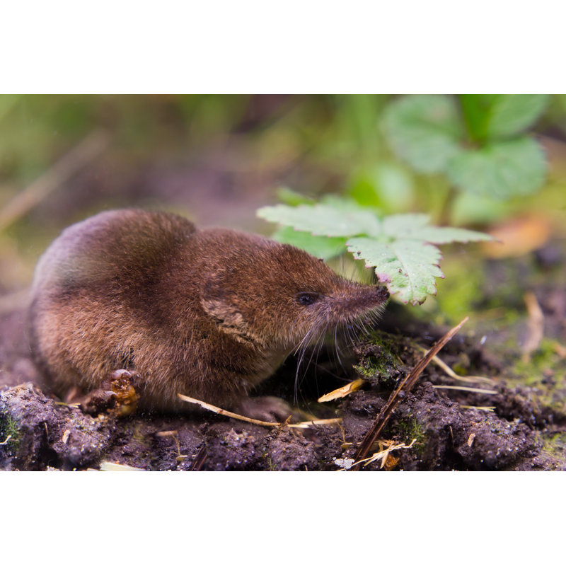 Common Shrew (Sorex Araneus) by CreativeNature_nl - Wrapped Canvas Print, 30cm H x 46cm W