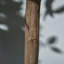 90cm Faux Evergreen Tree in Cement Pot