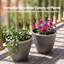 Planter-1948601842