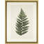 Pressed Fern II Framed Graphic Art
