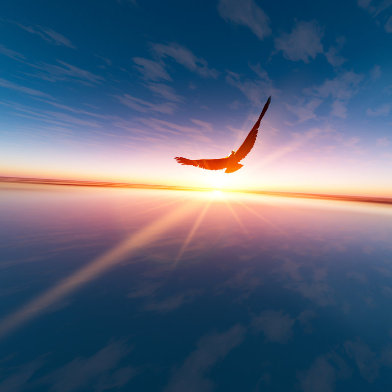Eagle Against Horizon Sun by Truelight - Wrapped Canvas Print, 30cm H x 30cm W x 3.8cm D