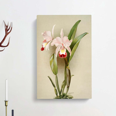 Magnolia Flowers Illustration Tab.91 by Frederick Sander - Wrapped Canvas