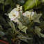 Ivy violet artificiel 5" en pot
