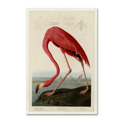 Art mural sur toile tendue - John James Audubon «Starry Night», décoration murale pour le salon, la chambre à coucher ou le bureau - 16 x 24