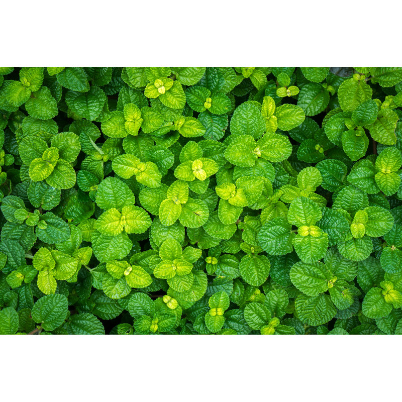 Feuille verte - photographie sur toile tendue, H 20 po x l 30 po