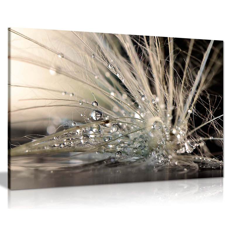 Water Droplets Feather - Wrapped Canvas Print, 41cm H x 61cm W