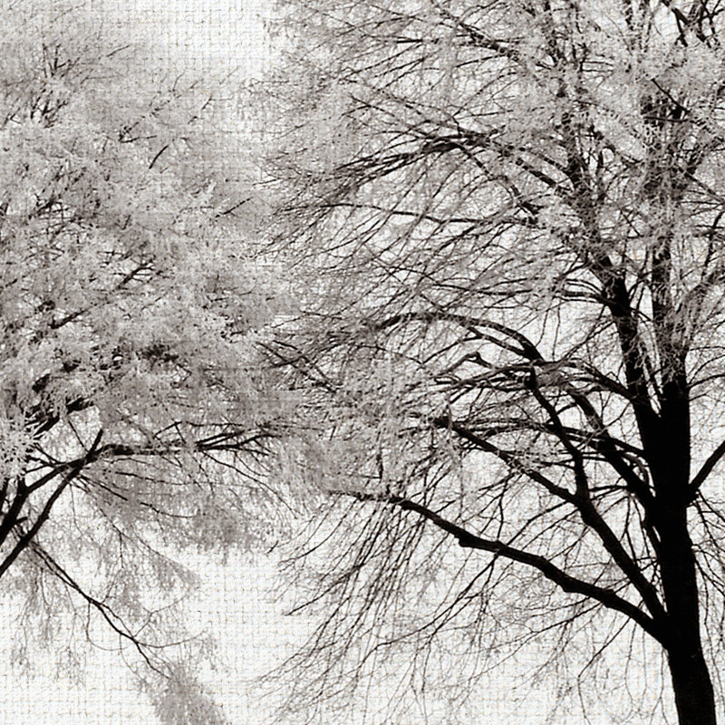 «Three Trees», reproduction d'impression sur toile tendue, H 18 po x l 24 po x P 1,5 po