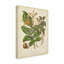« botanique vi », reproduction d’impression sur toile tendue-33521036