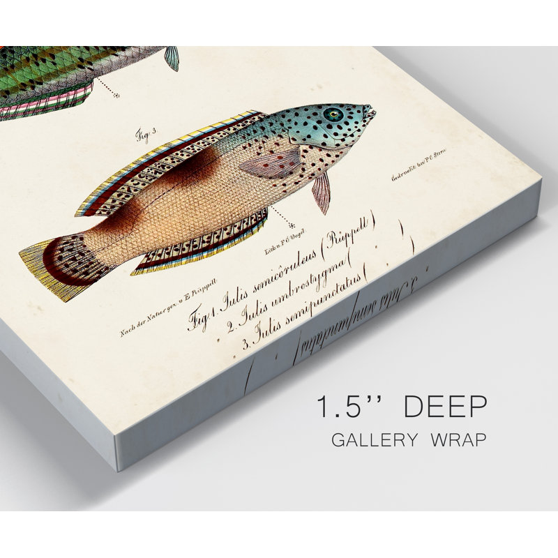 « Antique Fish trio I », reproduction d’art sur toile tendue, H 12 po x l 8 po x P 1 po
