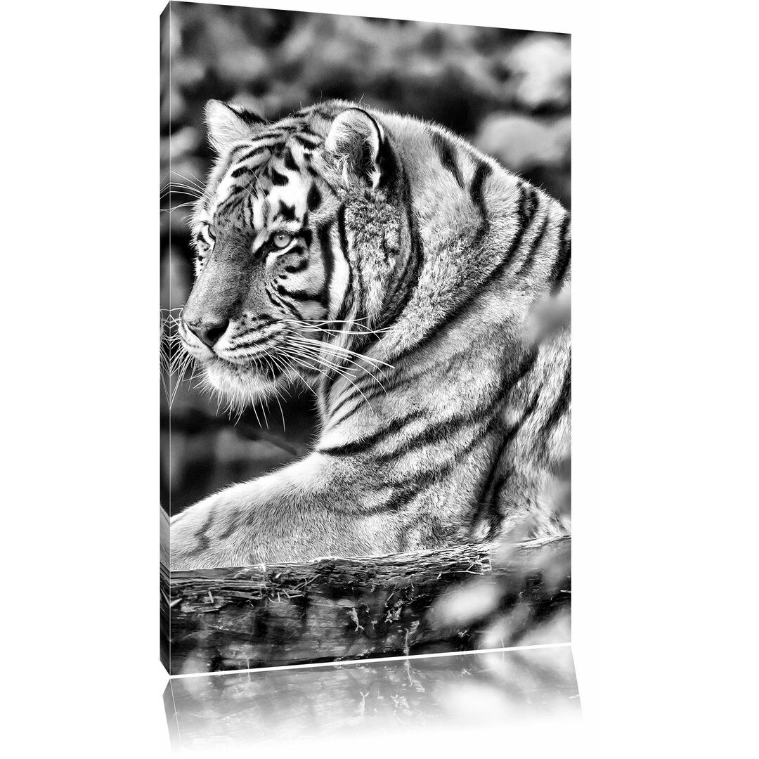 Leinwandbild Anmutiger Tiger auf Baumstamm in Monochrom