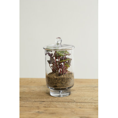  Asteridge Terrarium