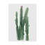 «aDesert Blooms II» par Grace Popp - reproduction sur toile-444844633