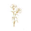Oeillet doré Gold Line II-87405393-95444192-95444202