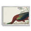 Brillant ibis - reproduction de cadre photo sur toile-53495504-53495505
