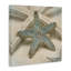 «Starfish» par Ziwei Li - reproduction de photo-715696925-720870847
