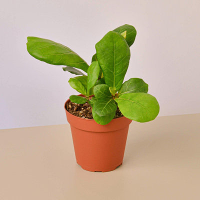 House Plant Shop Live Foliage Plant