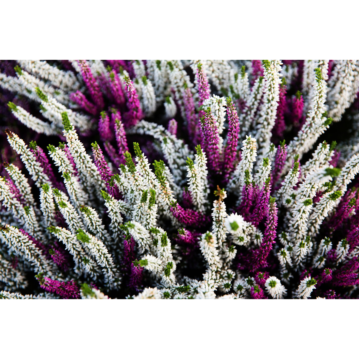 Ebern Designs Calluna Vulgaris Plants - Wrapped Canvas Photograph | Wayfair