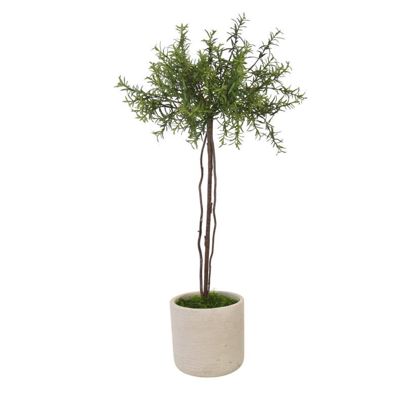 Rosemary Topiary in Grey Planter