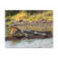 Art mural majestueux alligator-343501092