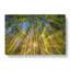 Sunrays Through The Forest In Abstract - Wrapped Canvas Print-55338386
