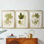 Feuilles antiques IV - impression encadrée sur mesure de qualité supérieure mate - 3 pièces-278011192