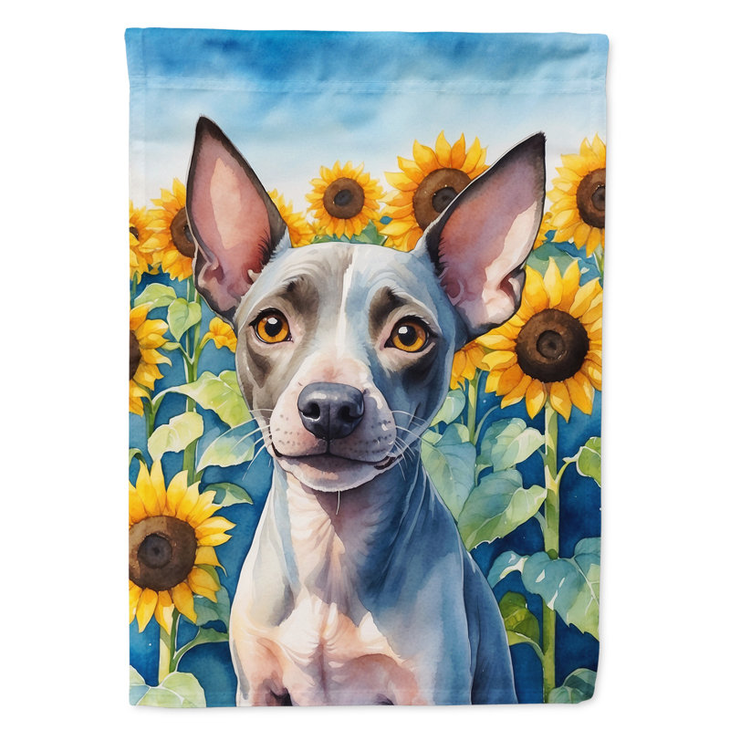 Lévrier irlandais dans le drapeau du jardin de tournesols, Terrier américain sans poil