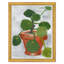 Money Plant I & II Set by Dana Gibson