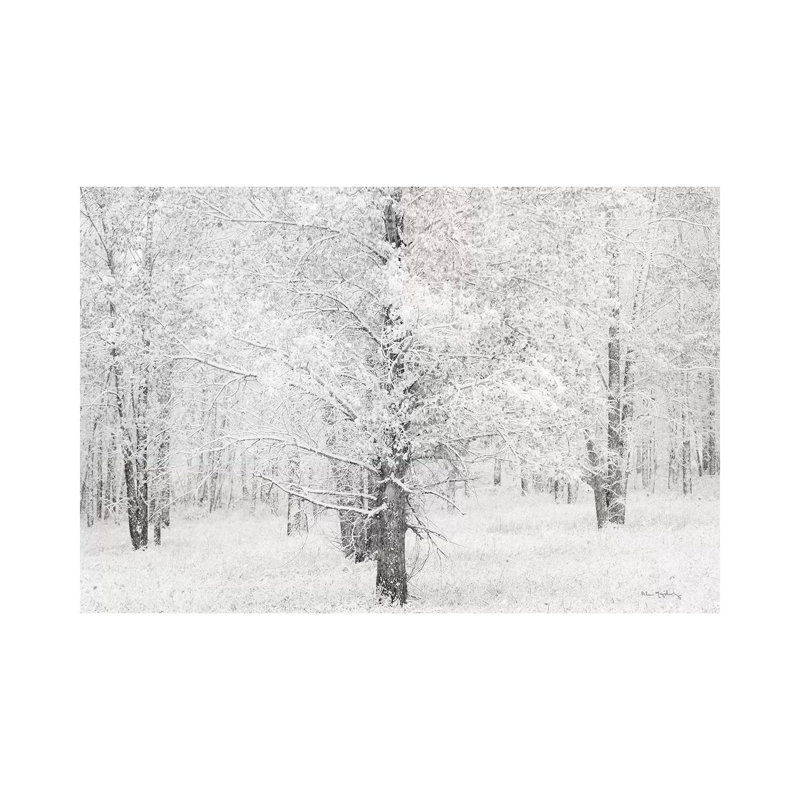 Snow Covered Cottonwood Trees by Alan Majchrowicz - Wrapped Canvas Print, 101.6 cm H x 66.04 cm W