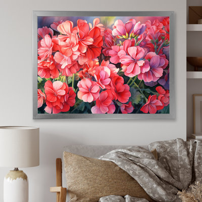 " Geraniums Sunset Blooming "