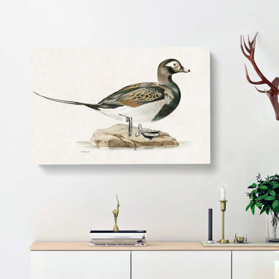 Male Long-tailed Duck by Von Wright - Wrapped Canvas