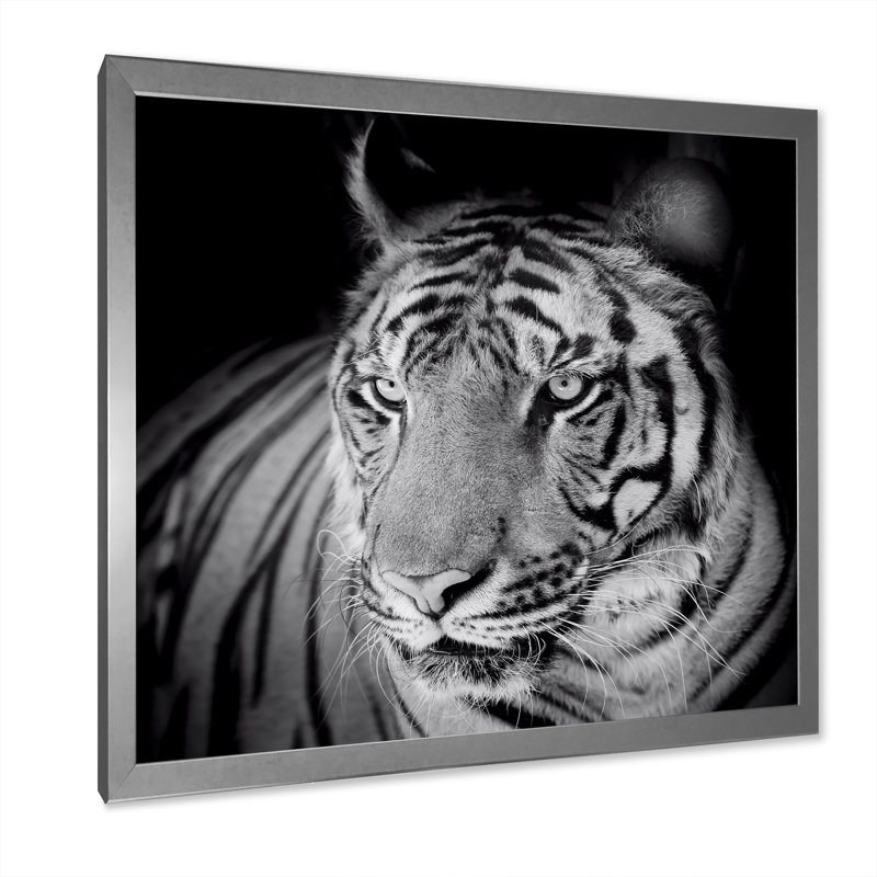 Impression monochrome sur toile, Portrait monochrome d'un tigre blanc VI, H 36 po x l 36 po x P 1 po, Cadre photo argenté