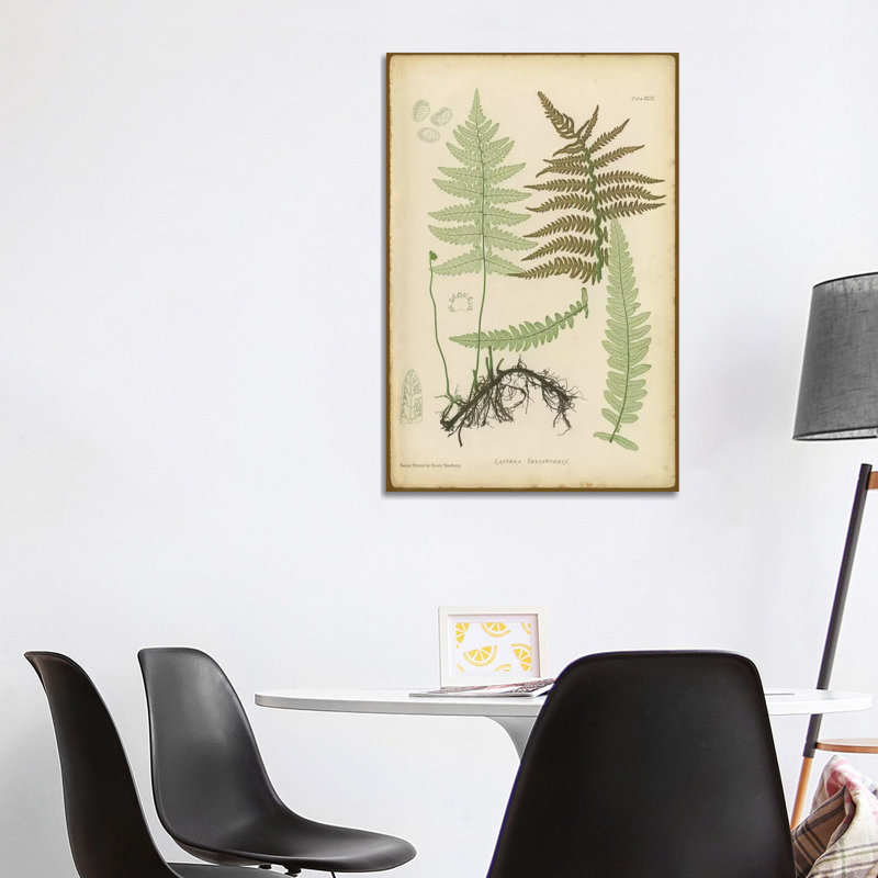 Lastrea Thelypteris - Wrapped Canvas Print, 101.6 cm H x 66.04 cm W x 1.91 cm D